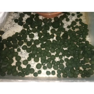 Marimo tảo thủy sinh Nhật Bản