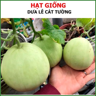 [Giống Chịu Nhiệt] 122 Hạt - Hạt Giống Dưa Lê F1 Giòn Ngọt