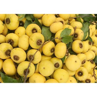 Cây Thị Giống (cây thị thơm cô tấm, cây thị trong cổ tích)