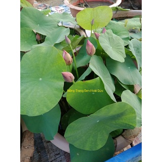Sen hồng duyên, tình yêu bất tận