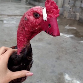 Rọ mõm cho gà chiến 1 chiếc