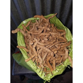 Ba kích tím Quảng Ninh