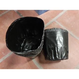 BẦU ƯƠM CÂY GIỐNG KT 25X28
