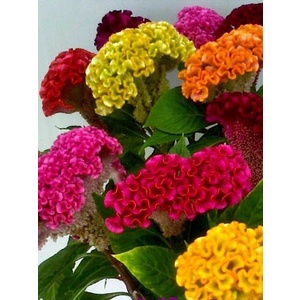#Hạt_giống_hoa .