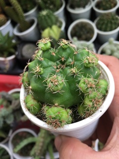 XƯƠNG RỒNG DAMSI CỔ