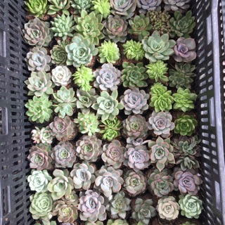 Sen đá size bầu chọn mẫu (50 loại)