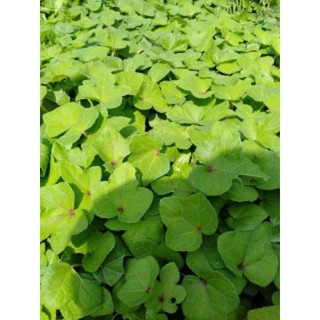400 hạt giống sâm bố chính ( tặng 20 hạt)