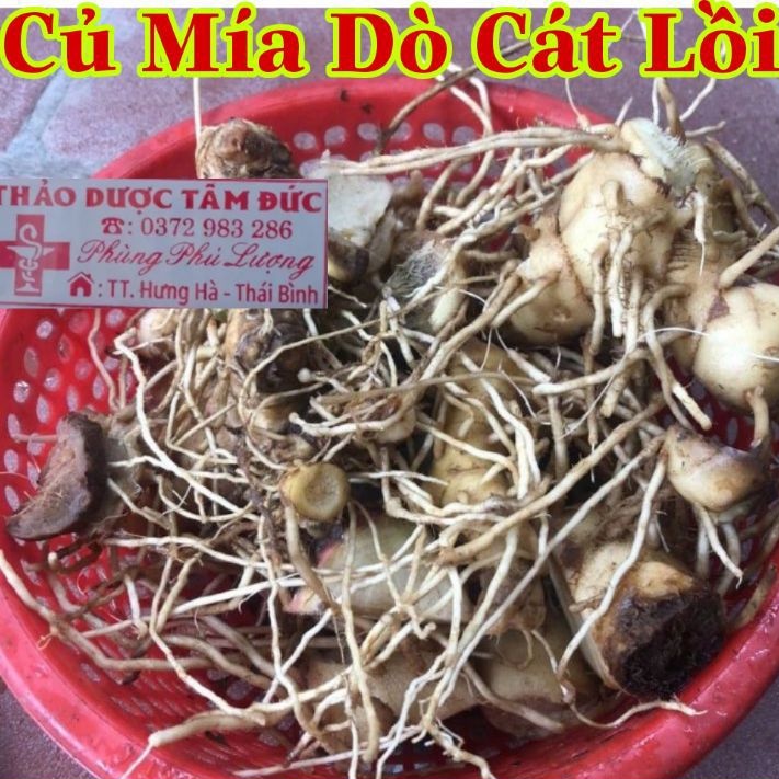1KG Cây Mía Dò  Tươi & Khô