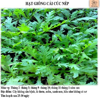 Hạt giống rau cải cúc nếp Lucky seeds