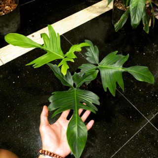 Trầu Bà Cánh Én - Philodendron Florida