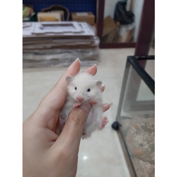 Chuột Hamster BEAR đủ màu