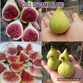 CÂY GIỐNG SUNG MỸ TRÁI VÀNG