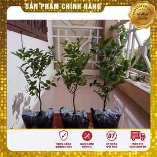 HẠT GIỐNG NHO THÂN GỖ ( 3 hạt )