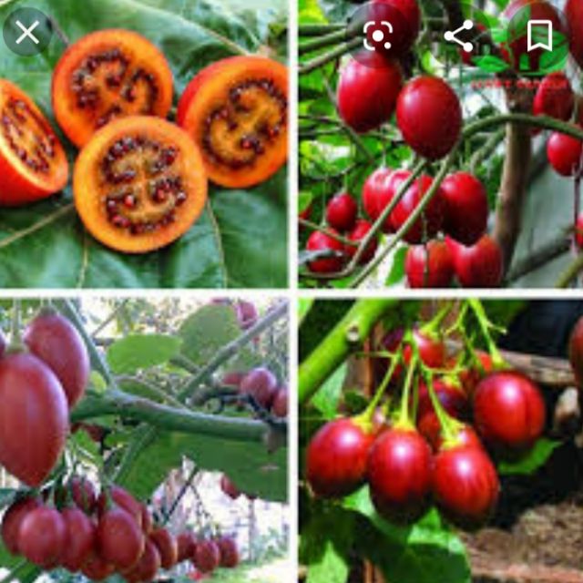Cây cà chua thân gỗ nhập khẩu