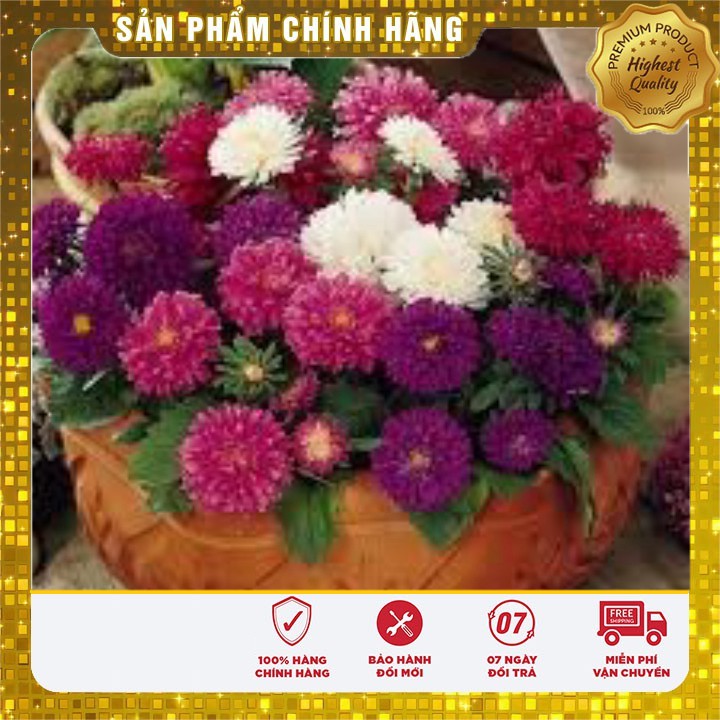 Hạt giống hoa Cúc Đài Loan lùn Mix nhiều màu (50 Hạt)