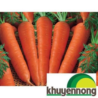Gói 300 hạt giống cà rốt đỏ