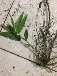 Phi điệp vàng. 2kg