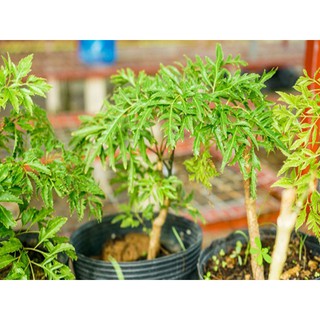 Cây đinh năng ta (đinh năng nếp)