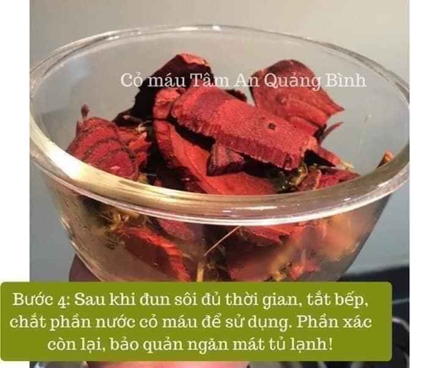 Cỏ máu Tâm An Quảng Bình