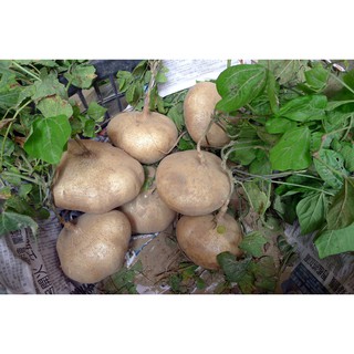 HẠT GIỐNG CỦ SẮN (CỦ ĐẬU) - 10 Hạt/ gói