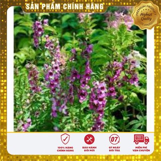 Hạt giống Hoa Ngọc Hân( 5 hạt)