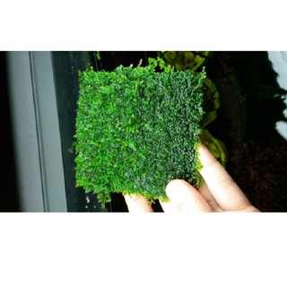 Rêu mini Taiwan - vỉ 8cm x 8cm Rêu cột lũa và đá rất đẹp