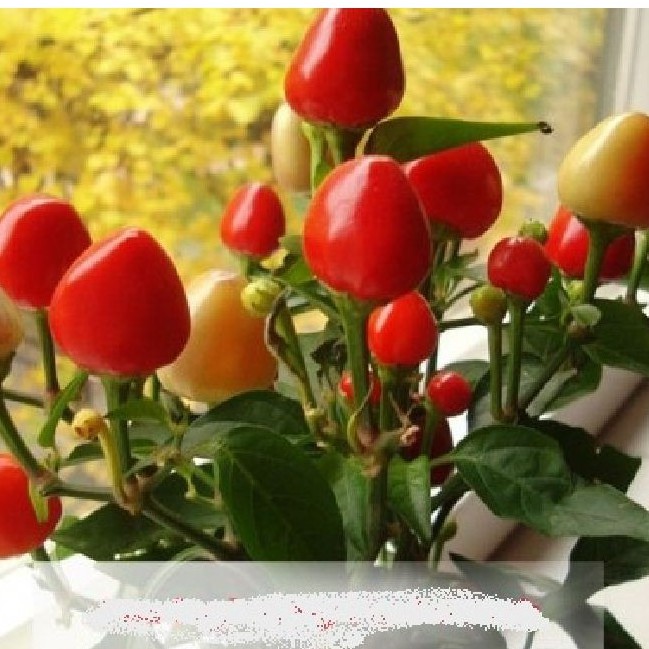 Hạt giống ớt đào tiên 1 gói 10 hạt - tặng kèm viên nén ươm hạt - DC