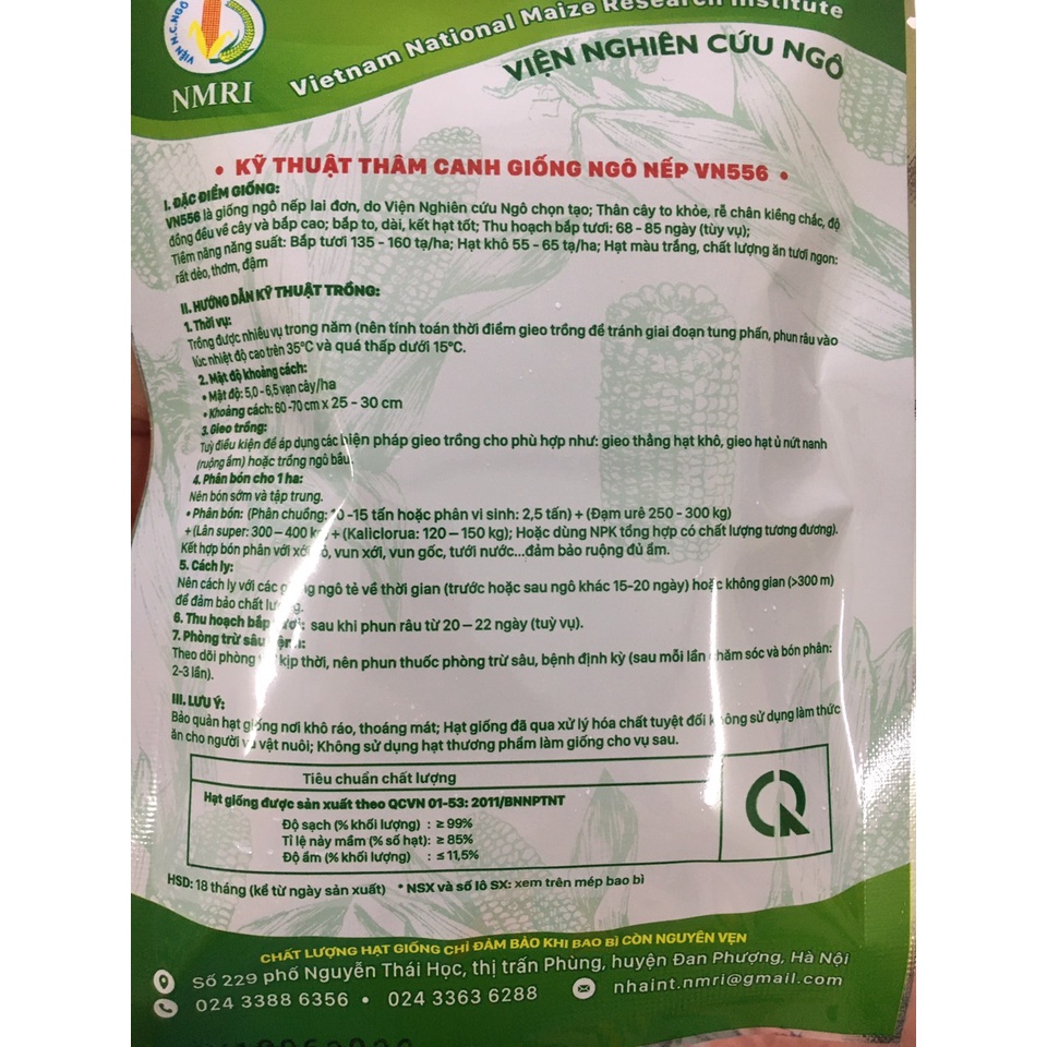 Giống ngô nếp lai VS556