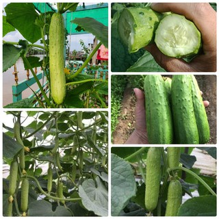 Hạt giống dưa chuột nếp thơm ăn siêu ngon