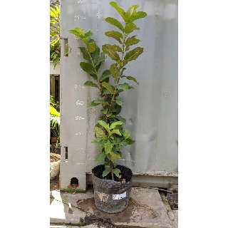 Ổi lê Đài Loan