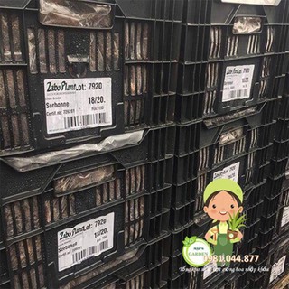 củ hoa ly kép thơm màu vàng
