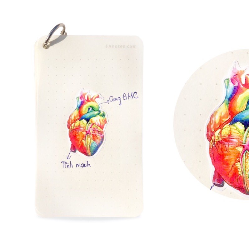 Sticker FA// Sticker flashcard anatomy