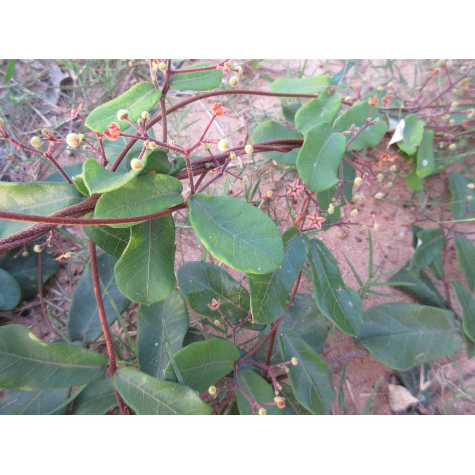 Cây Hà Thủ Ô Trắng