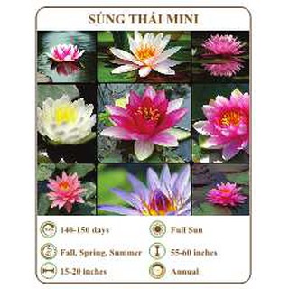 Hạt giống súng thái mini - THE XANH