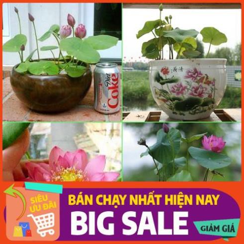 [Chất lượng cao] [Hàng chuẩn] [Free ship] SEN MINI NHẬT gói 10 hạt nhiều màu - sen nhật mini - sen nước cảnh - sen mini