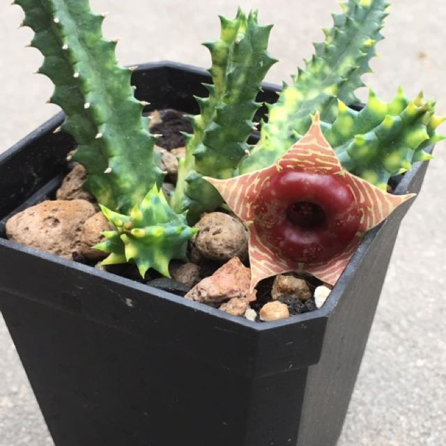 Xương rồng sao biển Huernia zebrina Variegated- Size: Nhánh 3-5 chồi dài 4-7cm