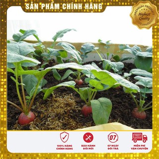 Bộ gói hạt giống Củ cải đỏ