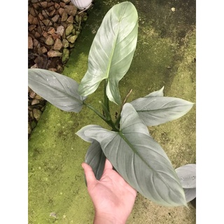 Chậu cứng Philodendron Hastatum - Trầu bà kiếm bạc