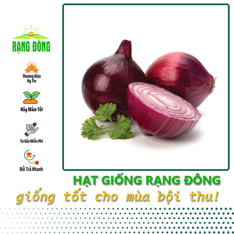 Hạt giống Hành Tây Đỏ (hành tây tím) củ to, trồng quanh năm (gói 2gr) - Hạt giống Rạng Đông