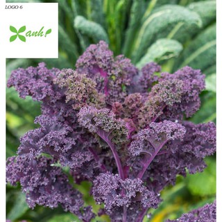 Hạt giống Cải lá Xoăn tím Kale