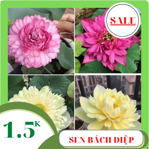 Hạt giống hoa SEN BÁCH DIỆP mix màu Thơm Ngát