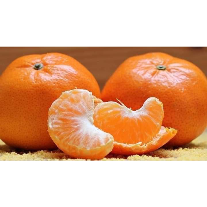 Cây giống quýt đường thái lan