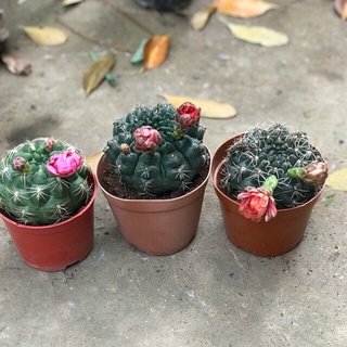 Combo 3 cây xương rồng ( cây gửi khác nhau )