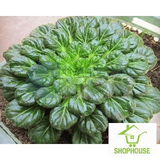 shophouse hạt giống cải hoa hồng 150 hạt  SHOP HOUSE  TẾT KHUYẾN MẠI