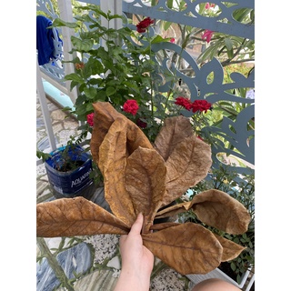 5 Lá bàng khô đẹp rụng tự nhiên