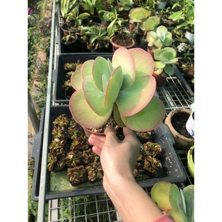 SEN ĐÁ ĐỂ BÀN CHỌN MẪU