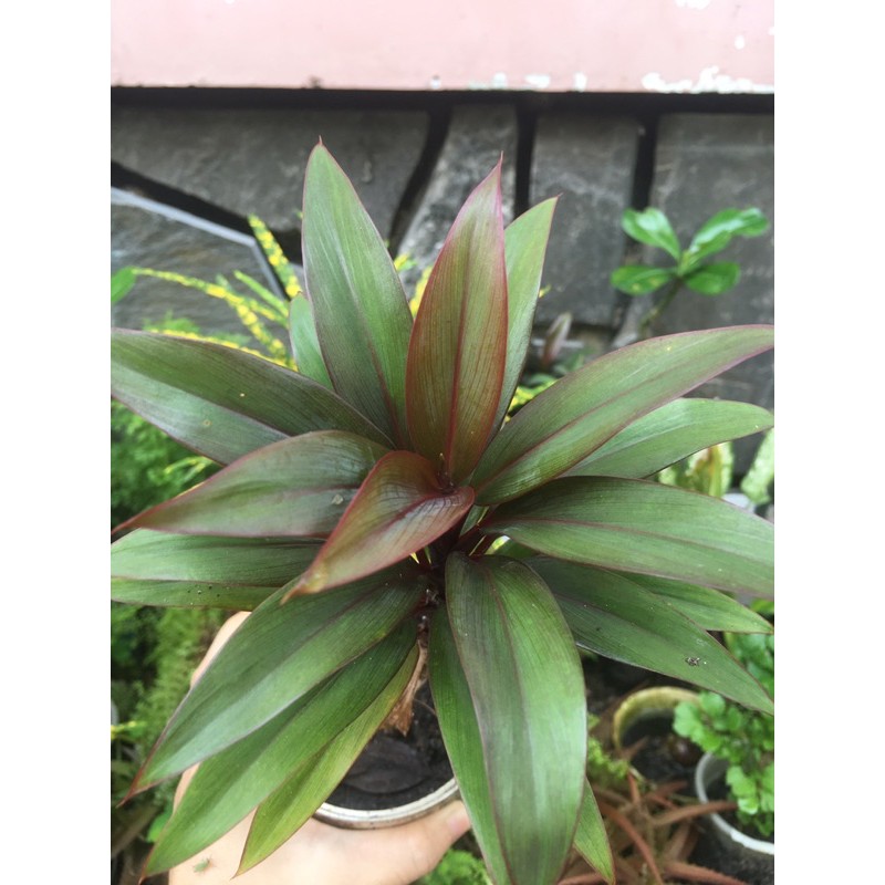 Phát tài đỏ bầu đất không chậu