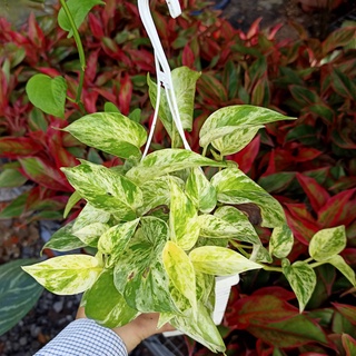 Chậu cây trầu bà sữa Marble Queen bầu rễ ổn định, tán sum - Summer Garden