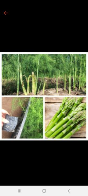 Com bo 10 gốc cây giống măng tây