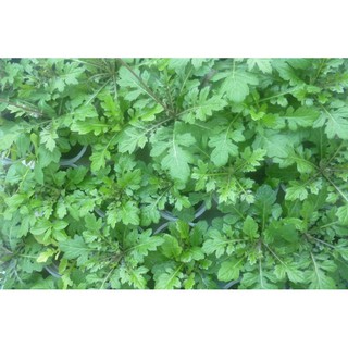 SÂM CÓC - Thổ Tam Thất